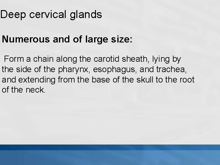 Deep cervical glands Numerous and of large size: Form a chain along the carotid