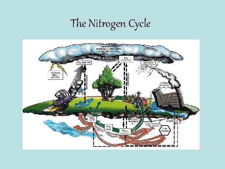 The Nitrogen Cycle 