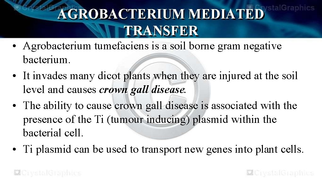 AGROBACTERIUM MEDIATED TRANSFER • Agrobacterium tumefaciens is a soil borne gram negative bacterium. •