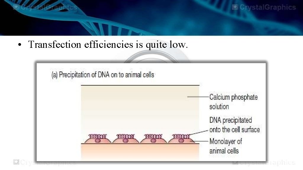  • Transfection efficiencies is quite low. 