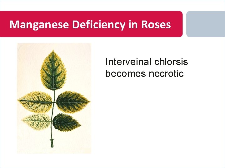 Manganese Deficiency in Roses Interveinal chlorsis becomes necrotic 