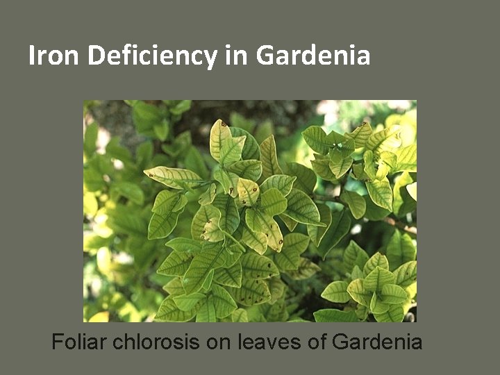 Iron Deficiency in Gardenia Foliar chlorosis on leaves of Gardenia 