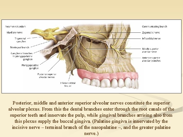 Topographical anatomy of the viscerocranium External carotid artery