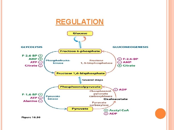 Gluconeogenesis Simple Diagram