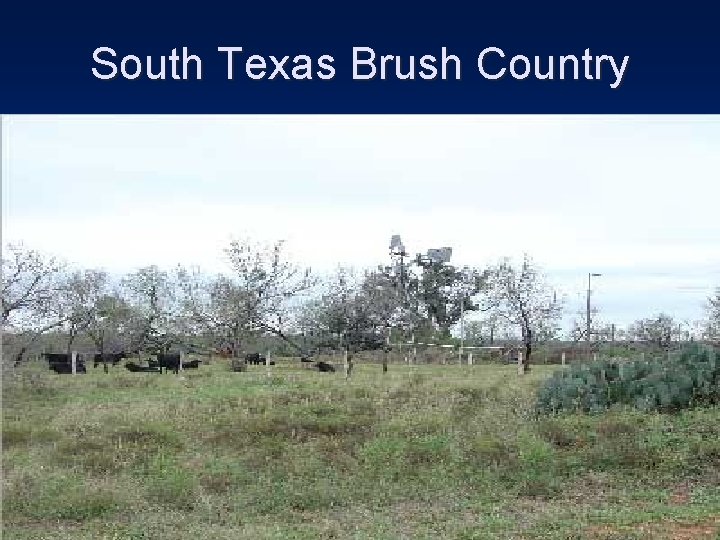 South Texas Brush Country 