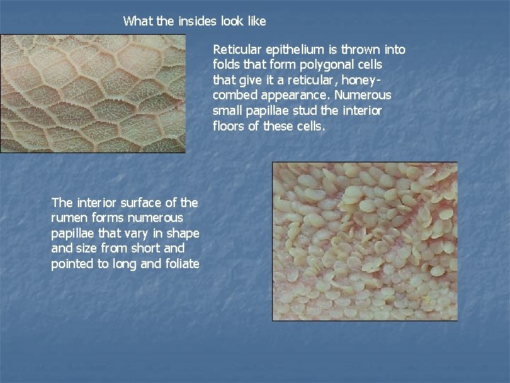 What the insides look like Reticular epithelium is thrown into folds that form polygonal