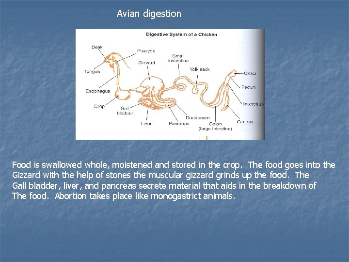 Avian digestion Food is swallowed whole, moistened and stored in the crop. The food