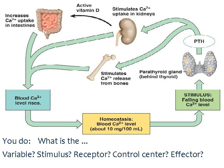 You do: What is the. . . Variable? Stimulus? Receptor? Control center? Effector? 