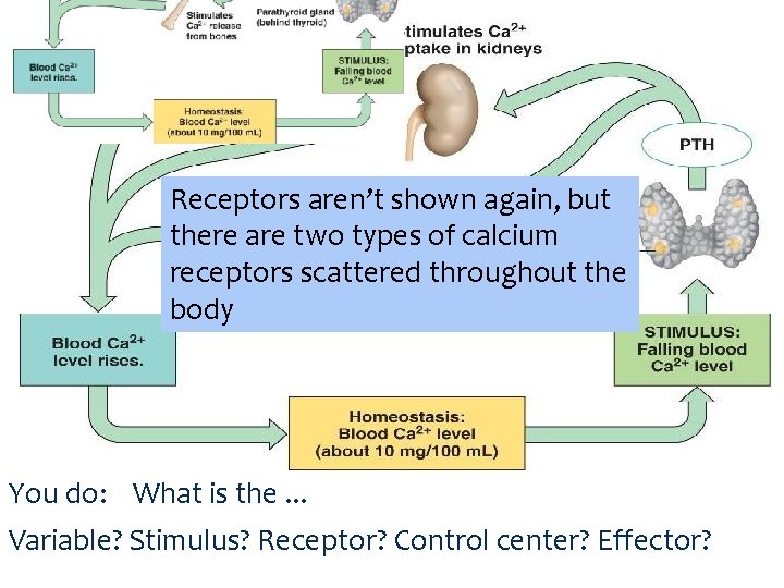 Receptors aren’t shown again, but there are two types of calcium receptors scattered throughout