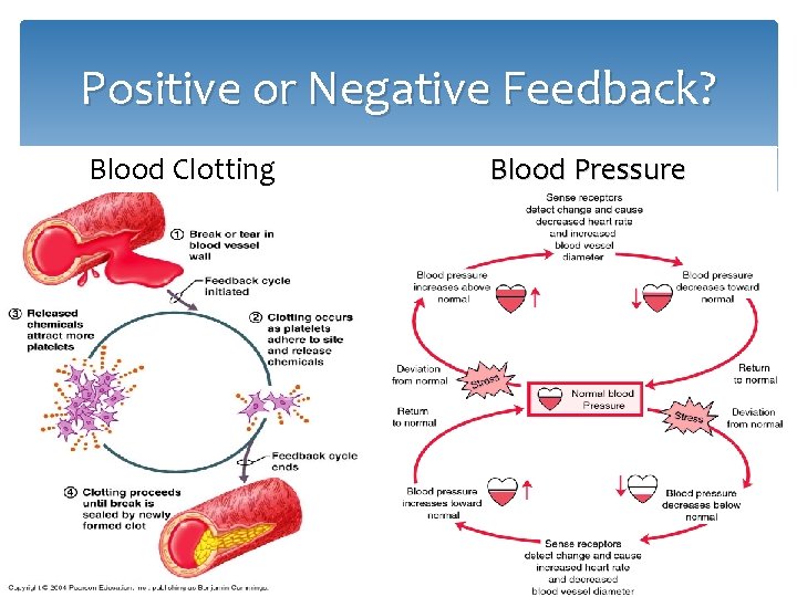 Positive or Negative Feedback? Blood Clotting Blood Pressure 