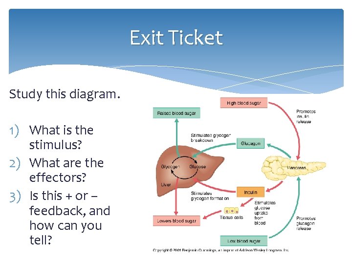 Exit Ticket Study this diagram. 1) What is the stimulus? 2) What are the