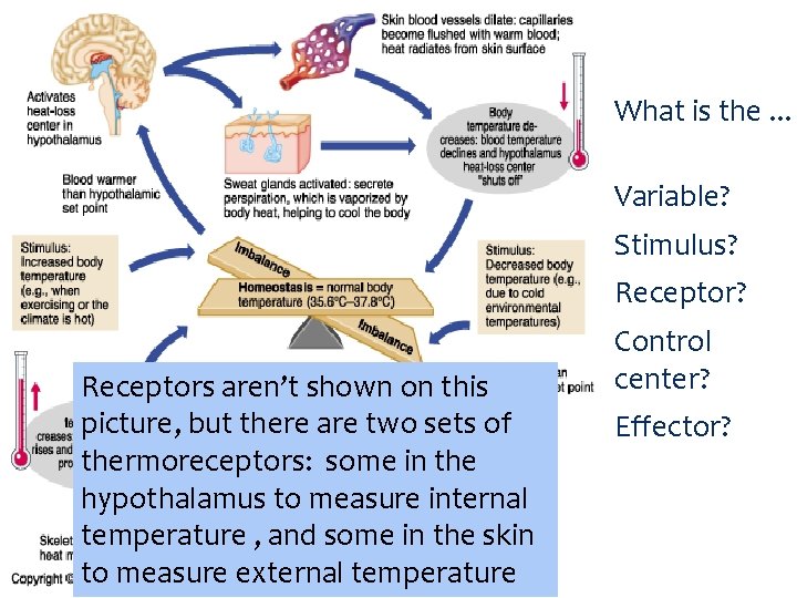 What is the. . . Variable? Stimulus? Receptors aren’t shown on this picture, but