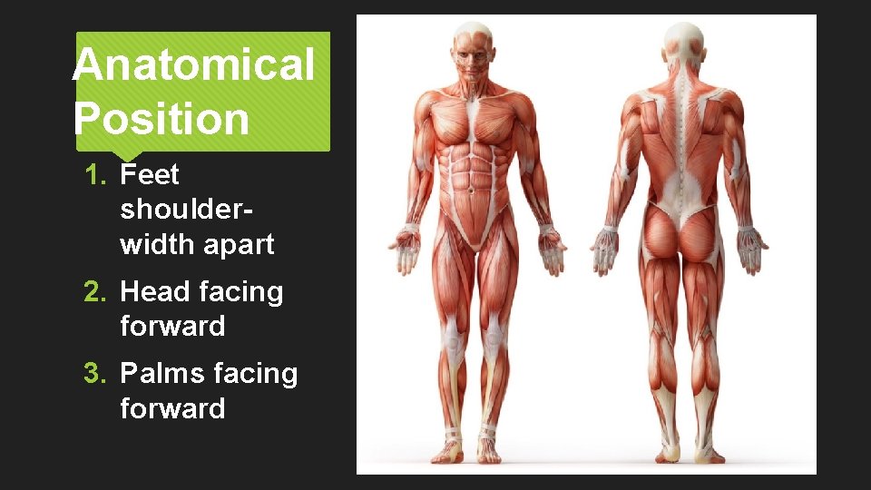 Anatomical Position 1. Feet shoulderwidth apart 2. Head facing forward 3. Palms facing forward