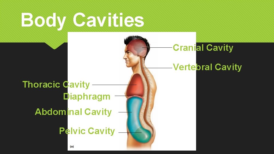 Body Cavities Cranial Cavity Vertebral Cavity Thoracic Cavity Diaphragm Abdominal Cavity Pelvic Cavity 