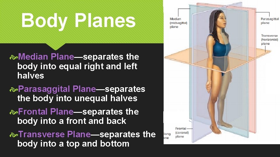 Body Planes Median Plane—separates the body into equal right and left halves Parasaggital Plane—separates