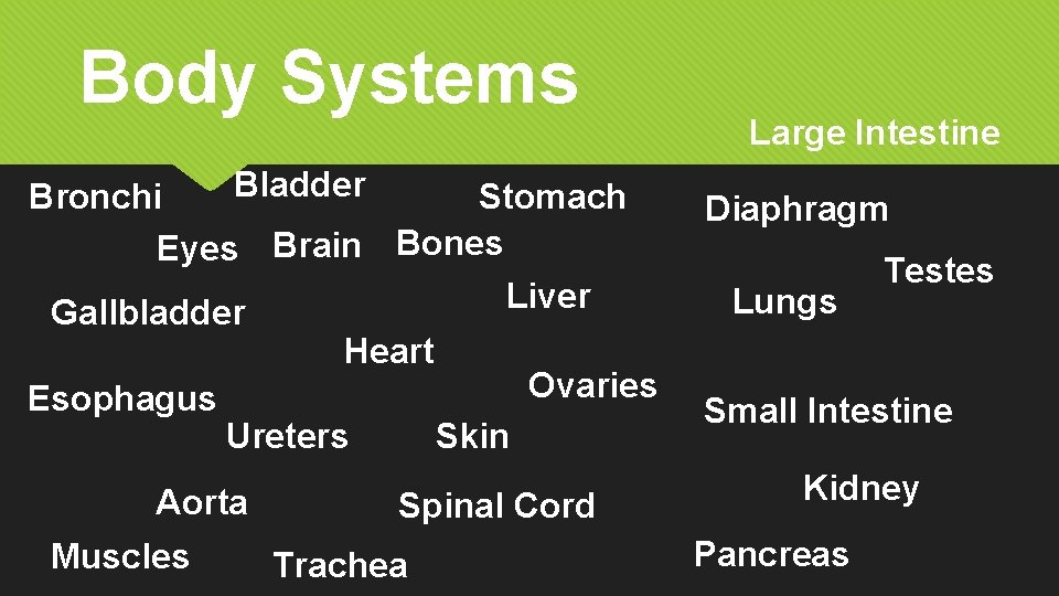 Body Systems Bladder Bronchi Stomach Eyes Brain Bones Liver Gallbladder Heart Esophagus Muscles Skin