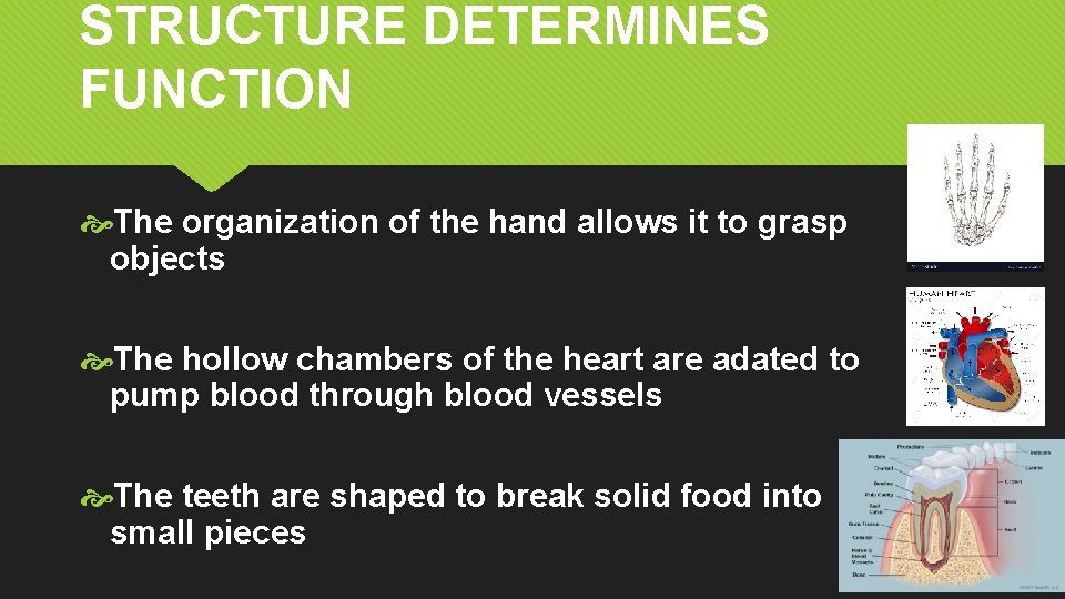 STRUCTURE DETERMINES FUNCTION The organization of the hand allows it to grasp objects The