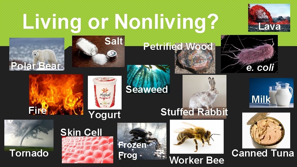 Living or Nonliving? Salt Petrified Wood Polar Bear e. coli Seaweed Fire Lava Yogurt