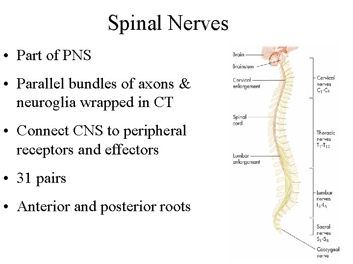 Spinal Nerves Part of PNS Parallel bundles of