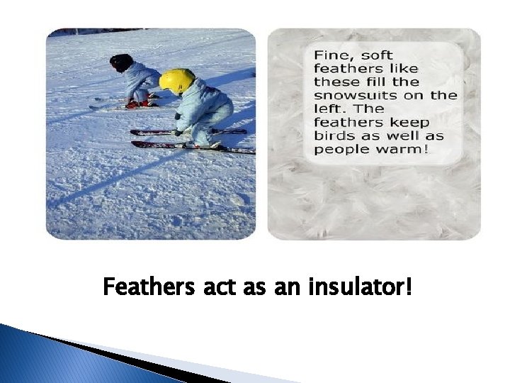 Feathers act as an insulator! 