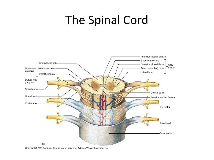 Model Of A Multipolar Neuron Impulse Conduction In