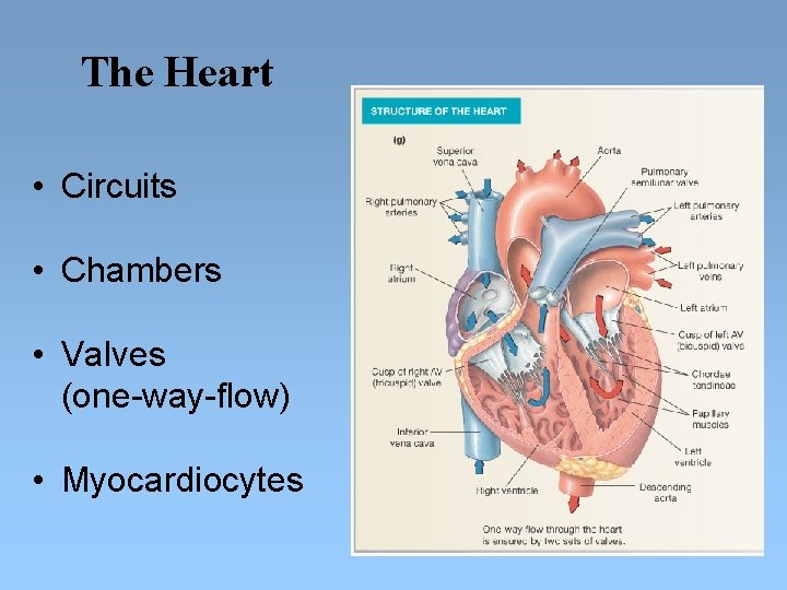 The Heart • Circuits • Chambers • Valves (one-way-flow) • Myocardiocytes 