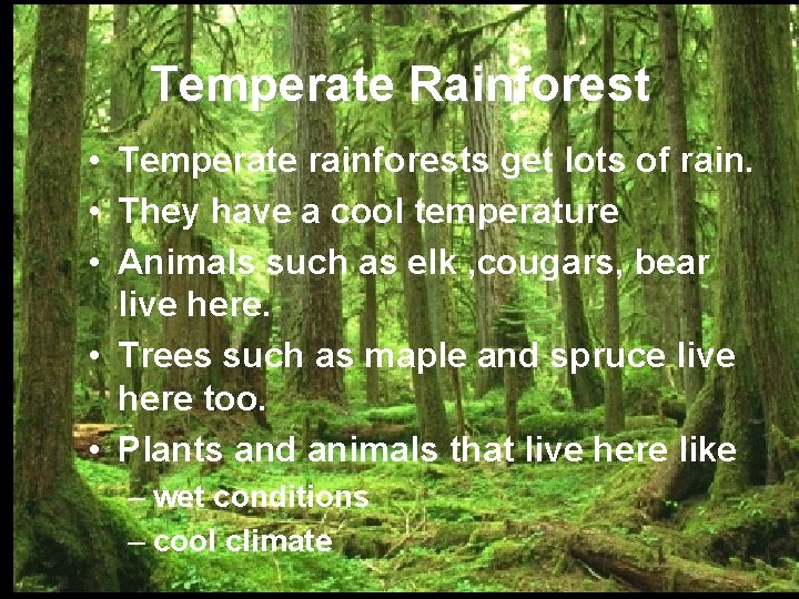 Temperate Rainforest • Temperate rainforests get lots of rain. • They have a cool