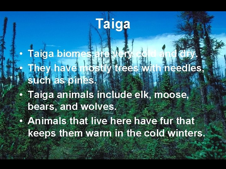 Taiga • Taiga biomes are very cold and dry. • They have mostly trees