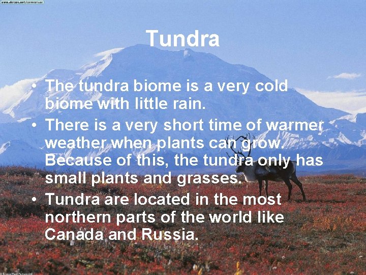 Tundra • The tundra biome is a very cold biome with little rain. •