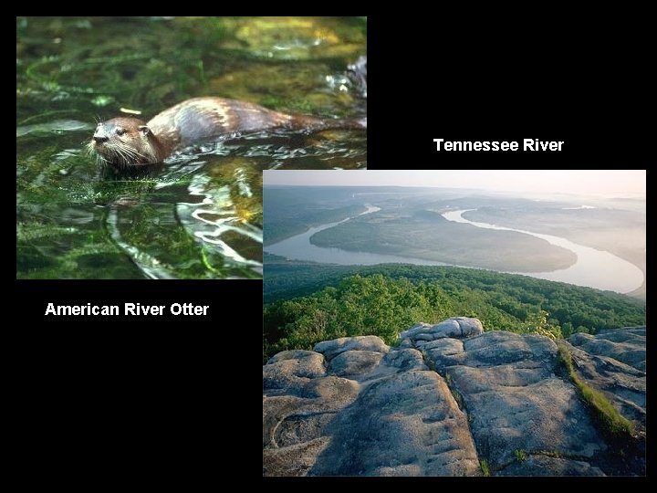 Tennessee River American River Otter 