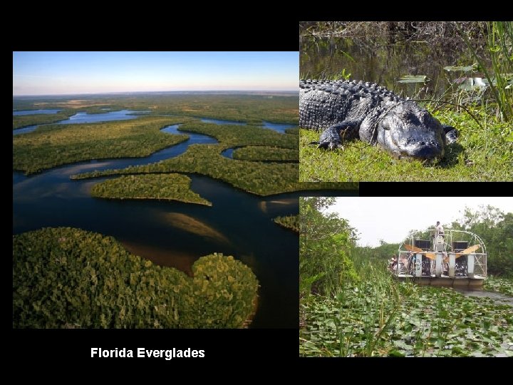 Florida Everglades 