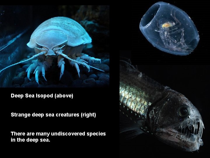 Deep Sea Isopod (above) Strange deep sea creatures (right) There are many undiscovered species