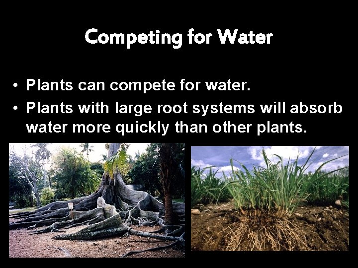 Competing for Water • Plants can compete for water. • Plants with large root