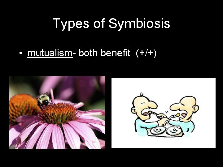 Types of Symbiosis • mutualism- both benefit (+/+) 