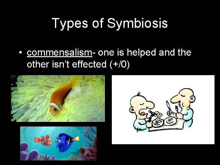 Types of Symbiosis • commensalism- one is helped and the other isn’t effected (+/0)