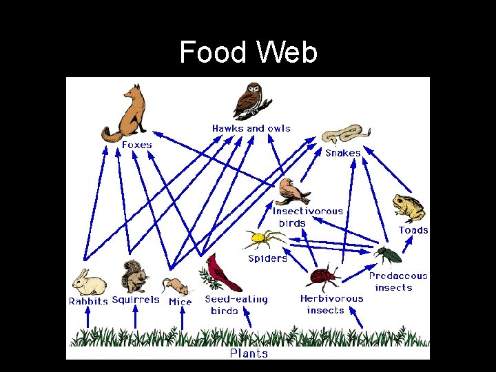 Food Web 