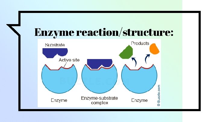 Enzyme reaction/structure: 