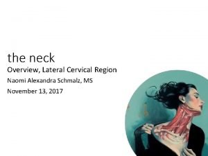 What is ansa cervicalis