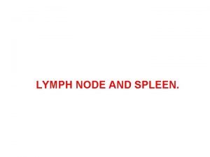 LYMPH NODE AND SPLEEN LYMPH NODE Small bean