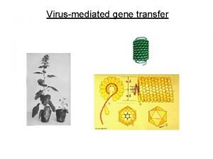 Virusmediated gene transfer Virusmediated gene transfer q Viral