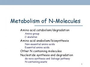 Glucogenic amino acids