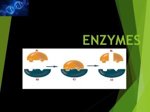 ENZYMES ENZYMES Speedy Proteins IMPORTANCE OF ENZYMES Enzymes