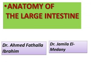 Large intestine characteristics