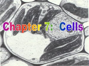 Onion cell parts