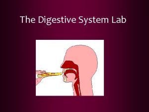 Digestive system experiment with crackers