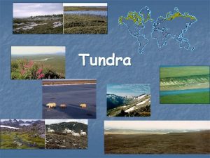 Tundra Co je to tundra n n Tundra