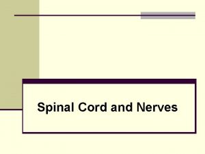 Function of spinal cord ppt