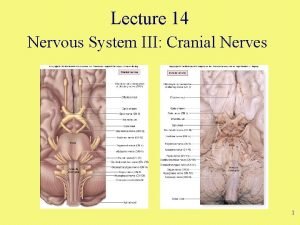 Cranial nerve function mnemonic