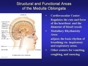 Structural and Functional Areas of the Medulla Oblongata