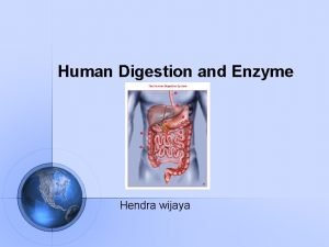 Enzyme release from small intestine